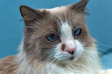 Atopic Dermatitis In Cats Causes Symptoms And Treatment