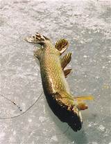 Images of Northern Pike Fishing In Wisconsin