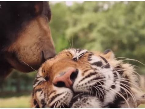 Which Unlikely Animal Pair Best Represents Your Relationship Playbuzz