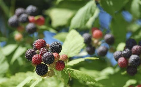 How To Kill Blackberry Bushes Hunker