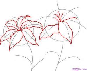 How To Draw A Star Lily Flower Drawing Tutorials Flower Drawing