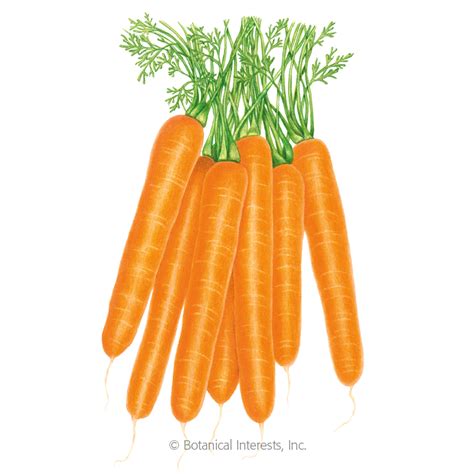 An heirloom carrot variety, scarlet nantes has been grown in gardens all over the us since the early 1900s. Scarlet Nantes Carrot Seeds , Vegetables: Botanical Interests