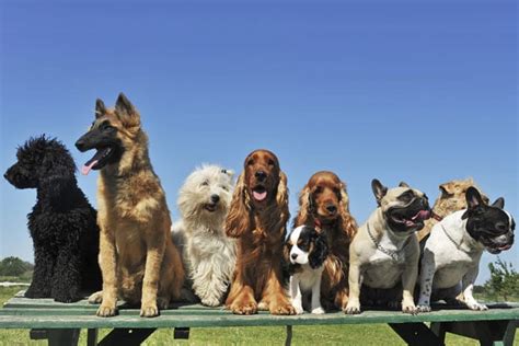 dog breed groups  fci dog breed information puppies club