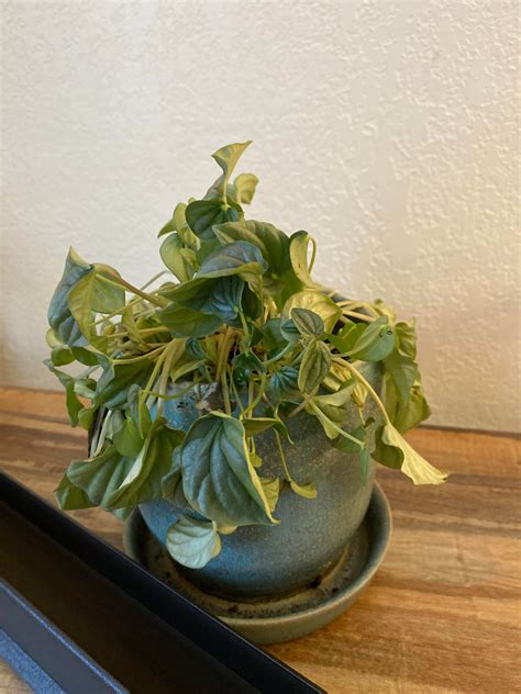 Help me save my girlfriend’s peperomia! : plantclinic