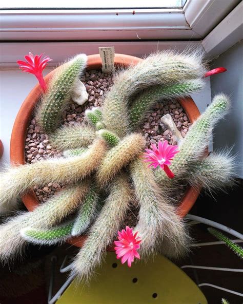 Everything About Monkey Tail Cactus And How To Care For This Unique Plant