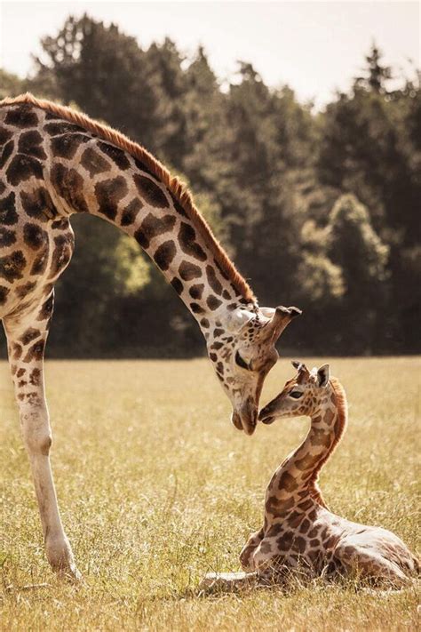 Giraffe Love Cute Animals Giraffe Pictures Giraffe