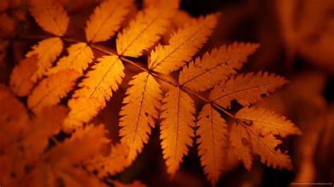 Fall Leaves Screensavers Bing Images Orange Wallpaper Leaf Wallpaper