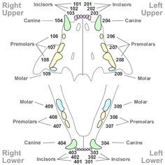 Efficient monitoring and references tool for clinicians. dog teeth chart Human Teeth vs. Dog, Cat & Horse Dental ...