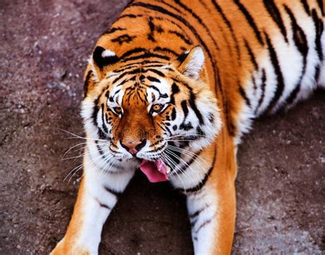 Funny Tiger Portrait Dangerous Animal Stock Photo Image Of Roar