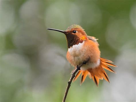 Allens Hummingbird Ebird