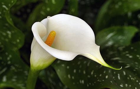 Arum Lily Zantedeschia Aethiopica Cultivated As An Ornam Flickr