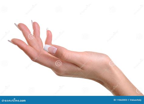 Beautiful Elegant Female Hand Stock Image Image Of Hold Pretty 11662003