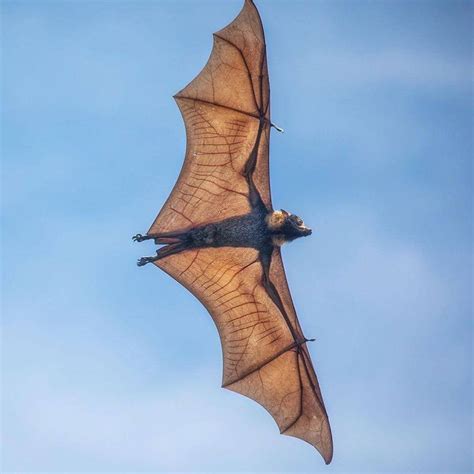 Spectacled Flying Fox Daintree River Australia Nature Photography