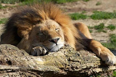 55 Interesting And Fun Lion Facts For Kids Lion Facts