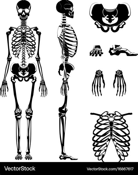 Human Skeleton Anatomy Vector Halloween Skeleton Isol