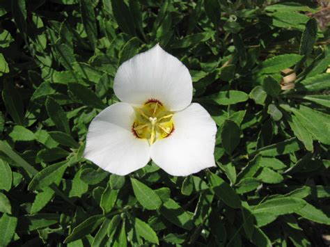 Images Of State Flowers Utahs State Flower The Sego Lily By The