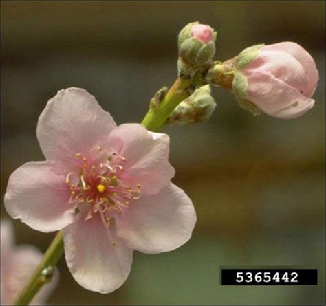 Plant Id Fruits Nuts Nectarine Florida Master Gardener Volunteer