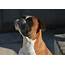 Boxer Dog Obedience Training 1 2 Home Visits In South Yorkshire