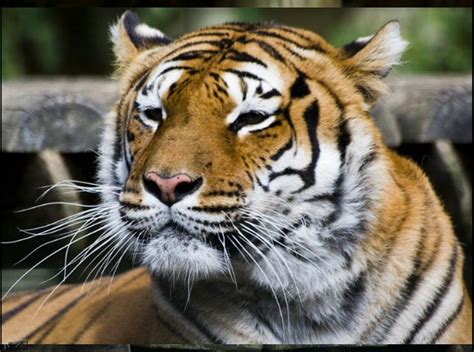 Best WallPapers: Zoo Animals Wallpapers