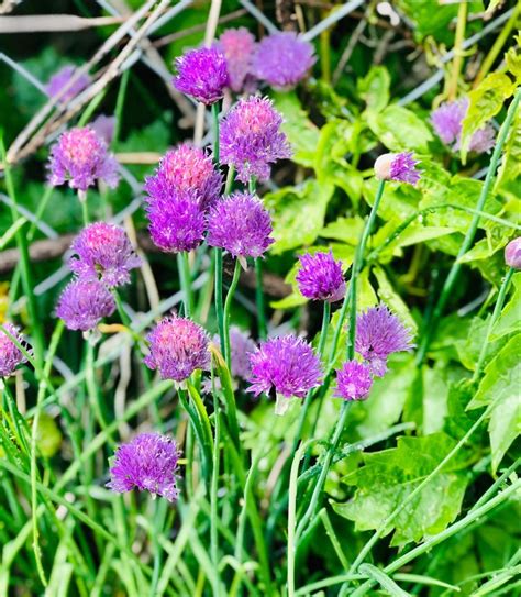 Perennials Perennials Plants Chives