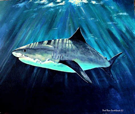 Shark Painting By Paul Sandilands Pixels