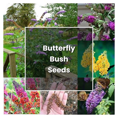 How To Grow Butterfly Bush Seeds Plant Care And Tips Norwichgardener