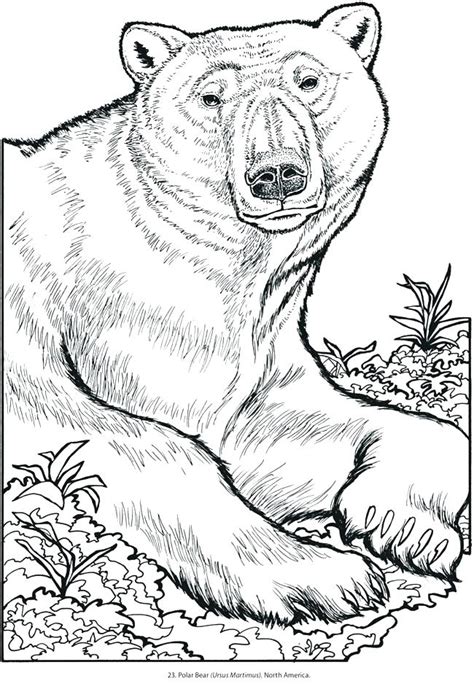 Free Printable Colouring Pages Of Wild Animals Coloring Pages Wild