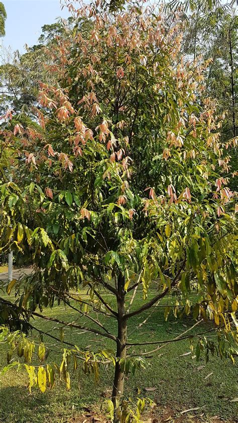 Mesua Ferrea L The National Tree Of Sri Lanka