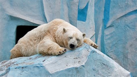 Polar Bear Sleep On Rock Wallpapers Share