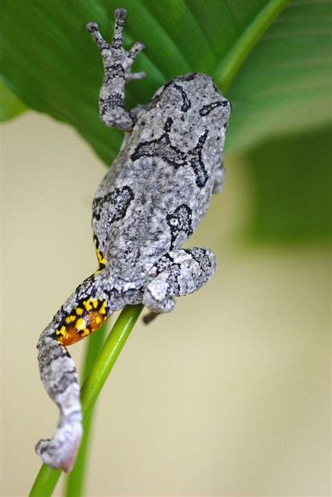 A Gray Tree Frog Climbing Kurt Schwenk Uconn Photo In Gray