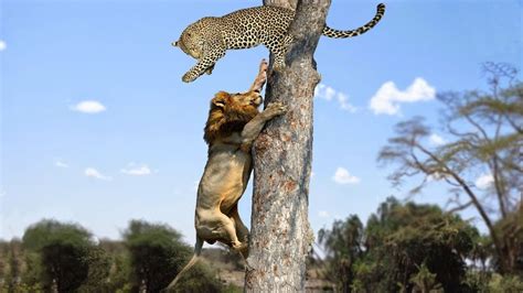 Lion Vs Leopard Most Amazing Moments Of Wild Animal