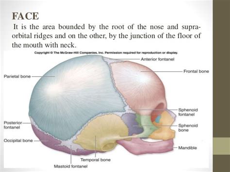 Diagram Diagram Of The Fetal Skull Mydiagramonline