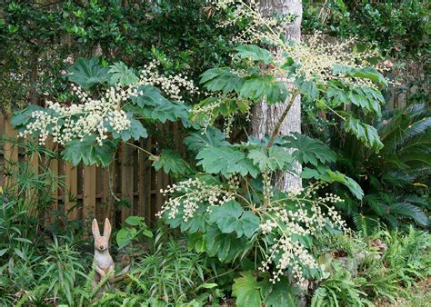 Rice Paper Plant Adds Tropical Flair To Garden
