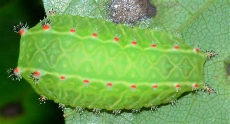 Green Slug Moth Caterpillar Natada Nasoni Bugguidenet