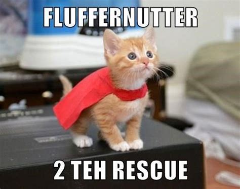 Download The Incredible Funny Cat Rescue Memes Hilarious Pets Pictures