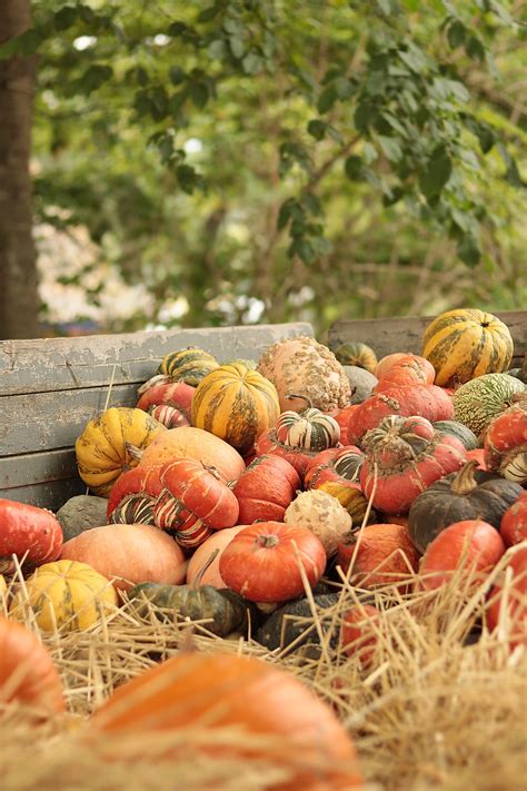 Pumpkins Vegetables Harvest Free Photo On Pixabay Pixabay