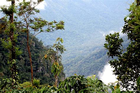 Rain Forest Of Wayanad Muthanga Kerala India Wayanad W Flickr