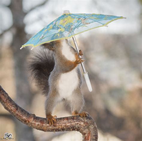 Albums 99 Pictures Do Squirrels Use Their Tails As Umbrellas Sharp