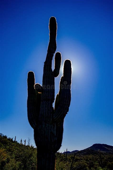 Saguaro Cactus Silhouette Foto De Stock Imagem De Saguaro 222687598
