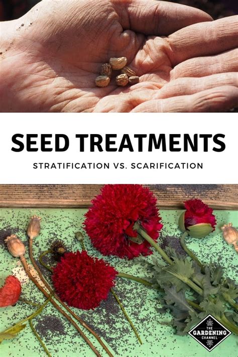 How And Why To Stratify Seeds Or Use Scarification And Other Seed