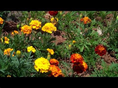 Marigold usually propagated by seeds. How to Grow Marigolds from Seed - YouTube