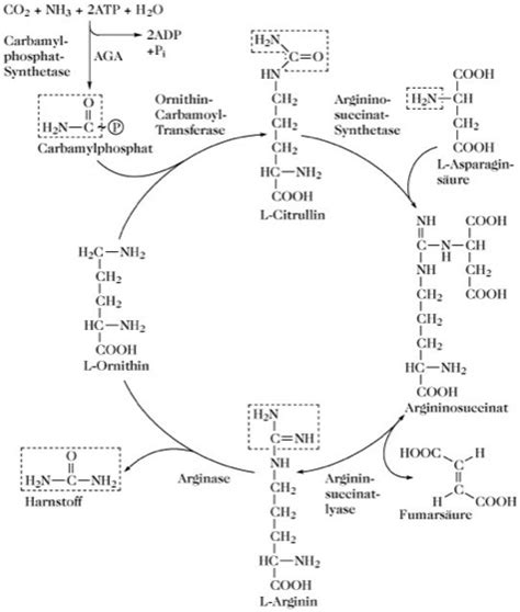 Harnstoff Zyklus Lexikon Der Biochemie