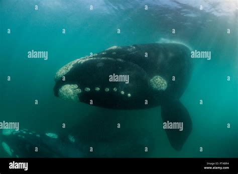 Southern Right Whales Walker Bay Hermanus Stock Photo Alamy