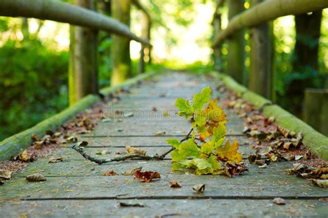 Wood Bridge In Autumn Forest Stock Photo Image Of