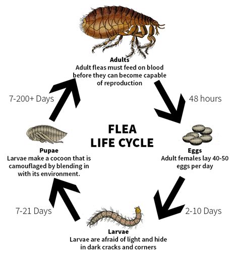 How Long Is A Fleas Life Hasma