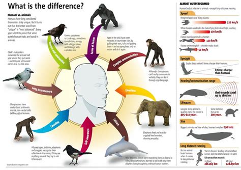 Similarities Between Humans and Animals – KnowsWhy.com