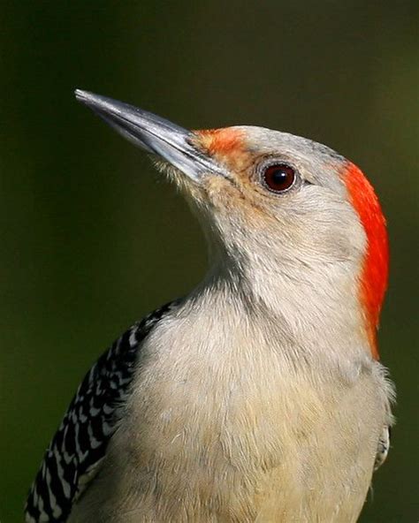 Woodpeckers All Seven Species Expected In Indiana Have Been