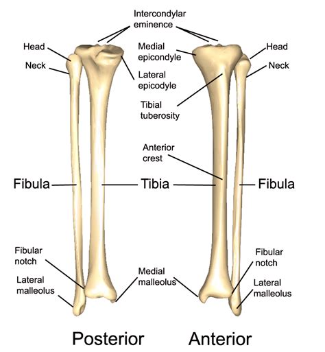 Tibia Anatomy And Function Images