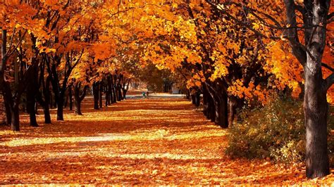Download Autumn Trails X Wallpaper Wallpaper Wallpapers Com