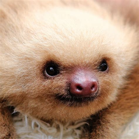 Smiling Sloth Animals Pinterest